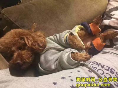 【北京找狗】，北京寻狗！棕色泰迪！，它是一只非常可爱的宠物狗狗，希望它早日回家，不要变成流浪狗。