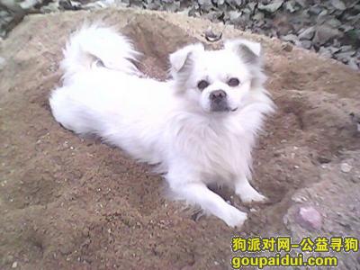 济南寻狗网，济南市寻找狗2016年6月2日早上6点半在济南交校路10号小区跑出来丢失。，它是一只非常可爱的宠物狗狗，希望它早日回家，不要变成流浪狗。