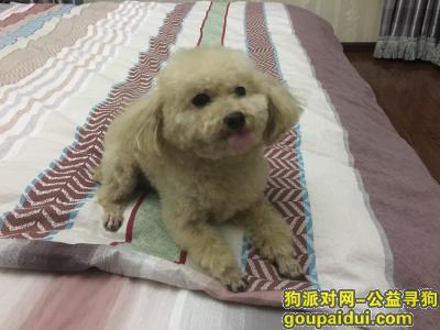 【北京找狗】，寻找爱犬Monkey，它是一只非常可爱的宠物狗狗，希望它早日回家，不要变成流浪狗。