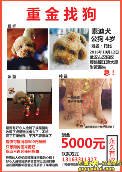 汉阳5000元寻泰迪狗！急！，它是一只非常可爱的宠物狗狗，希望它早日回家，不要变成流浪狗。