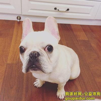 【上海找狗】，上海闵行区浦江镇浦星公路寻找斗牛犬，它是一只非常可爱的宠物狗狗，希望它早日回家，不要变成流浪狗。