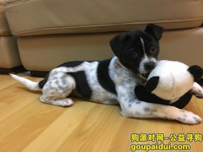 【上海找狗】，安亭 曹安公路 小花狗，它是一只非常可爱的宠物狗狗，希望它早日回家，不要变成流浪狗。