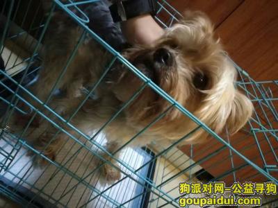上海寻狗主人，上海长宁区捡到雪纳瑞狗狗、寻主，它是一只非常可爱的宠物狗狗，希望它早日回家，不要变成流浪狗。