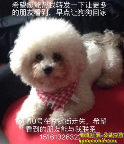 【连云港找狗】，连云港东海县白色比熊狗狗跑丢了求好心人帮帮忙找到一定重金感谢，它是一只非常可爱的宠物狗狗，希望它早日回家，不要变成流浪狗。