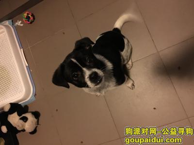 【上海找狗】，相信上帝相信你 相信世上好人多，它是一只非常可爱的宠物狗狗，希望它早日回家，不要变成流浪狗。