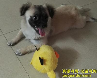 【广州找狗】，重金寻找我家的小黑 提供线索大红包奖励，它是一只非常可爱的宠物狗狗，希望它早日回家，不要变成流浪狗。