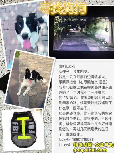 【上海找狗】，上海市宝山区岭南路1050弄寻找边境牧羊犬，它是一只非常可爱的宠物狗狗，希望它早日回家，不要变成流浪狗。