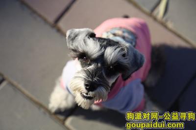 寻找雪纳瑞犬，北京市朝阳区万子营寻找雪纳瑞，它是一只非常可爱的宠物狗狗，希望它早日回家，不要变成流浪狗。