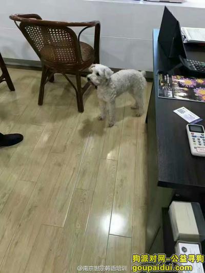 南京找狗，南京市依云溪谷小区重金寻找白色雪纳瑞，它是一只非常可爱的宠物狗狗，希望它早日回家，不要变成流浪狗。