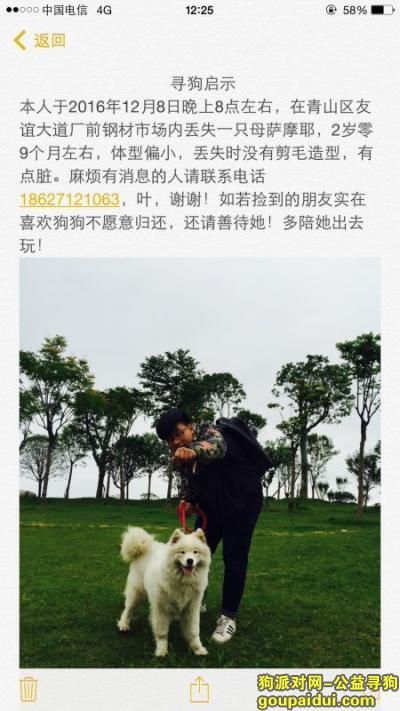 2016年12月8日武汉市青山区厂前钢材市场丢失一直母萨摩耶，它是一只非常可爱的宠物狗狗，希望它早日回家，不要变成流浪狗。