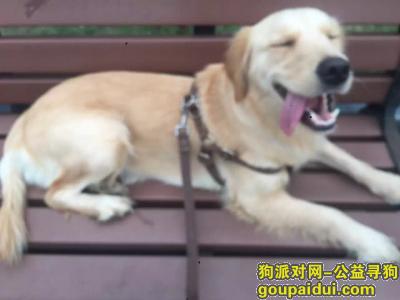 【武汉找狗】，武昌东亭花园附近走失金毛，它是一只非常可爱的宠物狗狗，希望它早日回家，不要变成流浪狗。
