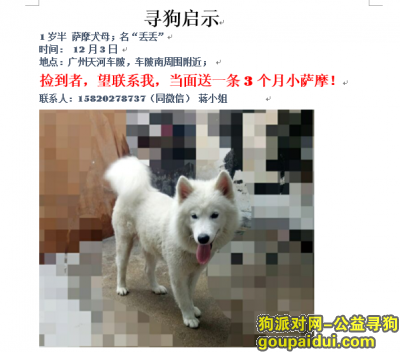 【广州找狗】，广州车陂丢失萨摩，归还者当面送一条小萨摩，它是一只非常可爱的宠物狗狗，希望它早日回家，不要变成流浪狗。