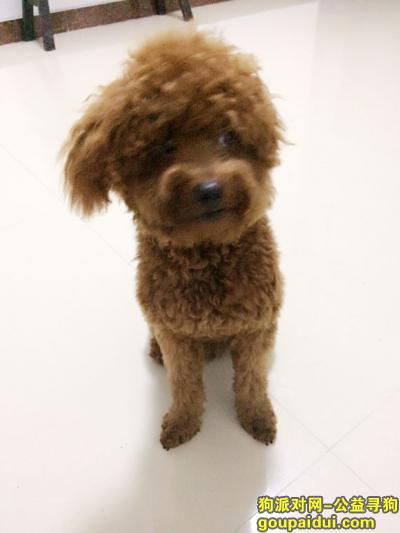 南通海门寻狗：棕色公泰迪，腿较长，背部有白毛，酬劳1000，它是一只非常可爱的宠物狗狗，希望它早日回家，不要变成流浪狗。