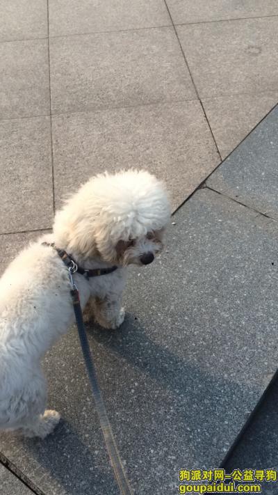 杭州找狗主人，下城区东兴路附近捡到白色泰迪一只，它是一只非常可爱的宠物狗狗，希望它早日回家，不要变成流浪狗。
