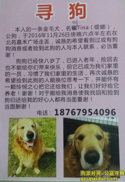 义乌寻狗网，义乌北苑-寻金毛-2016年11月26日丢失，它是一只非常可爱的宠物狗狗，希望它早日回家，不要变成流浪狗。