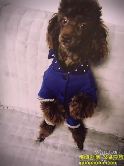 郑州12月15日下午丢失郑汴路花卉市场寻狗 巧克力色泰迪走失寻回重谢，它是一只非常可爱的宠物狗狗，希望它早日回家，不要变成流浪狗。
