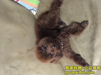 【滨州找狗】，寻爱犬 泰迪 lucky，它是一只非常可爱的宠物狗狗，希望它早日回家，不要变成流浪狗。
