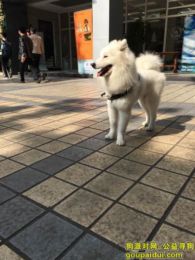 萨摩耶，12月22日5点三元里远景路步行街丢失，名字叫大白，它是一只非常可爱的宠物狗狗，希望它早日回家，不要变成流浪狗。