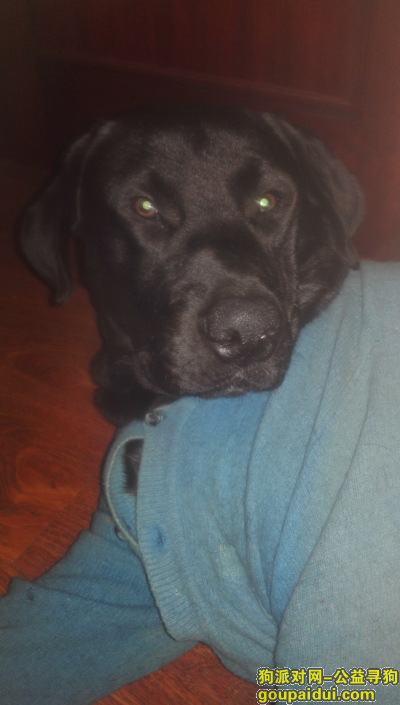 丢了一只纯黑色 拉布拉多犬，它是一只非常可爱的宠物狗狗，希望它早日回家，不要变成流浪狗。
