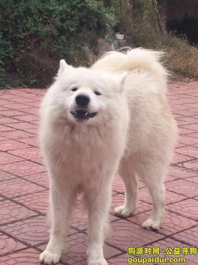 【北京找狗】，北京海淀区上庄镇罗家坟村酬谢五千元寻找萨摩，它是一只非常可爱的宠物狗狗，希望它早日回家，不要变成流浪狗。
