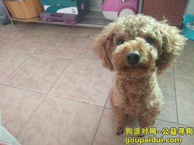 【广州找狗】，寻找走失的爱犬(泰迪)果冻.，它是一只非常可爱的宠物狗狗，希望它早日回家，不要变成流浪狗。