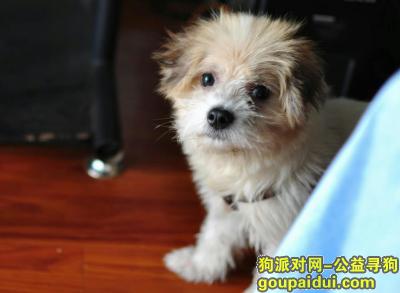 【武汉找狗】，鲁磨路段丢失小串串公狗，它是一只非常可爱的宠物狗狗，希望它早日回家，不要变成流浪狗。