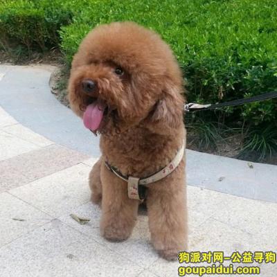 【郑州找狗】，郑州管城区城北路酬谢五千元寻找泰迪，它是一只非常可爱的宠物狗狗，希望它早日回家，不要变成流浪狗。
