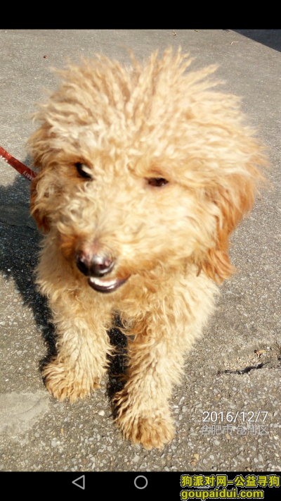 请广大群众帮忙找找我的小可爱——小泰迪！，它是一只非常可爱的宠物狗狗，希望它早日回家，不要变成流浪狗。