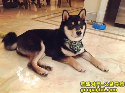 【上海找狗】，九亭镇涞坊路颐亭花园小区酬谢一万元寻找黑色柴犬，它是一只非常可爱的宠物狗狗，希望它早日回家，不要变成流浪狗。