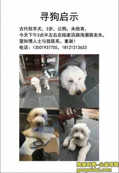 【上海找狗】，上海黄浦区陆家浜路酬谢五千元寻找古代牧羊犬，它是一只非常可爱的宠物狗狗，希望它早日回家，不要变成流浪狗。