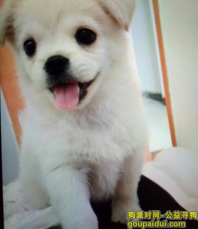 【芜湖找狗】，在芜湖弋江区月河星城丢失的小狗，为田园犬，它是一只非常可爱的宠物狗狗，希望它早日回家，不要变成流浪狗。