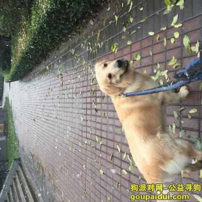 【北京找狗】，寻找金毛一只，体色浅黄，它是一只非常可爱的宠物狗狗，希望它早日回家，不要变成流浪狗。