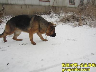 天津市西青区丢失德国牧羊犬一只，它是一只非常可爱的宠物狗狗，希望它早日回家，不要变成流浪狗。