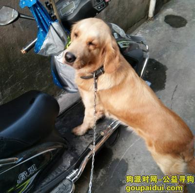 温州寻狗网，捡了一条成年金毛犬。，它是一只非常可爱的宠物狗狗，希望它早日回家，不要变成流浪狗。