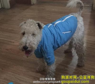【北京找狗】，求助！12月30日狗狗在朝阳区黑桥村走丢！，它是一只非常可爱的宠物狗狗，希望它早日回家，不要变成流浪狗。