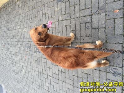 【上海找狗】，谢谢好心人帮忙留意一下，它是一只非常可爱的宠物狗狗，希望它早日回家，不要变成流浪狗。