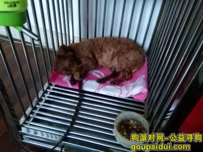 【上海找狗】，泰迪——田林路靠近万体馆——剃过毛，它是一只非常可爱的宠物狗狗，希望它早日回家，不要变成流浪狗。