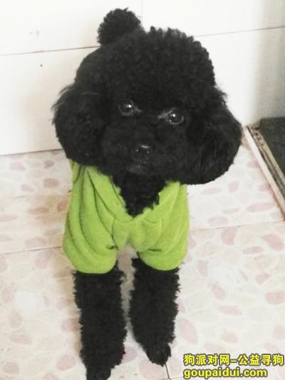 【杭州找狗】，杭州萧山黑泰迪  2000元酬谢，它是一只非常可爱的宠物狗狗，希望它早日回家，不要变成流浪狗。