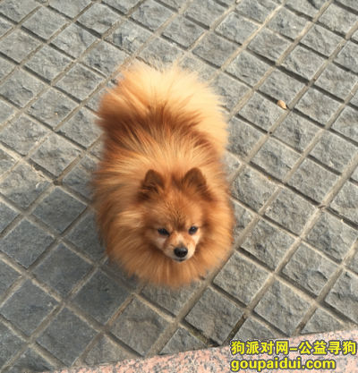 急寻黄色博美公狗于12月31日晚南京南湖公园走失，5000元起酬谢，它是一只非常可爱的宠物狗狗，希望它早日回家，不要变成流浪狗。