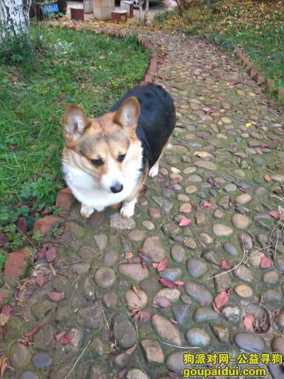 【昆明找狗】，云南昆明肿瘤医院柯基小短腿丢失，它是一只非常可爱的宠物狗狗，希望它早日回家，不要变成流浪狗。