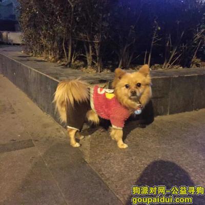 成都捡到狗，12月31日晚八点于科华北路捡得一金色博美，它是一只非常可爱的宠物狗狗，希望它早日回家，不要变成流浪狗。