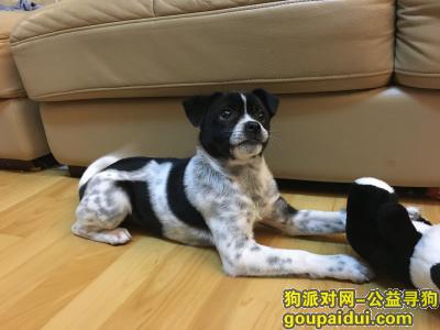 上海 嘉定区 安亭镇  地铁站 “嘿嘿”，它是一只非常可爱的宠物狗狗，希望它早日回家，不要变成流浪狗。