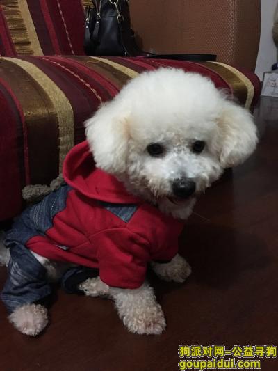 【上海找狗】，寻找比熊犬重金酬谢5000，它是一只非常可爱的宠物狗狗，希望它早日回家，不要变成流浪狗。