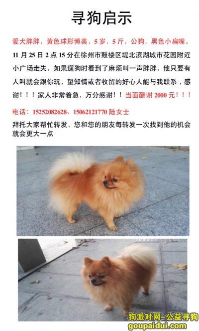 徐州寻找黄色球形博美胖胖，它是一只非常可爱的宠物狗狗，希望它早日回家，不要变成流浪狗。