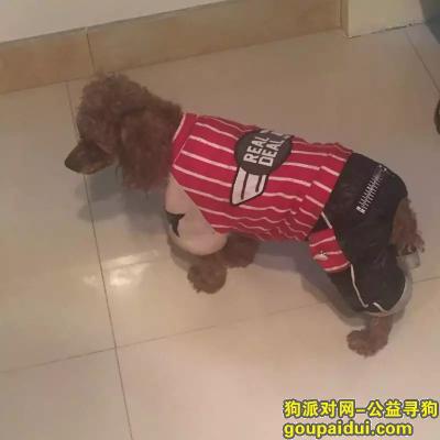 杭州捡到狗，本人于2017-1-1凌晨捡到红棕色贵宾 在上城区木材新村附近！，它是一只非常可爱的宠物狗狗，希望它早日回家，不要变成流浪狗。