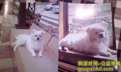 济南市寻狗启示：求助好心的爱狗人士帮助寻找我的狗狗球球。谢谢！，它是一只非常可爱的宠物狗狗，希望它早日回家，不要变成流浪狗。
