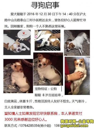 【上海找狗】，上海普陀区沪太路中山北路泰山三村小区寻爱犬，它是一只非常可爱的宠物狗狗，希望它早日回家，不要变成流浪狗。