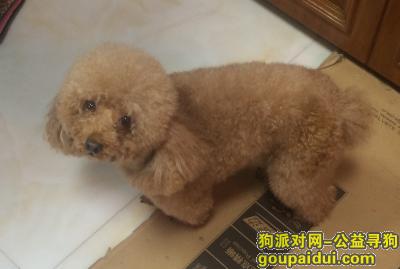 【杭州找狗】，寻找杭州西溪里丢失泰迪，它是一只非常可爱的宠物狗狗，希望它早日回家，不要变成流浪狗。