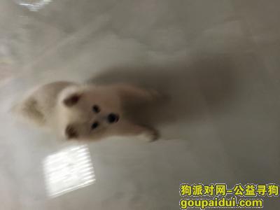 济宁寻狗，寻狗启示，它是一只非常可爱的宠物狗狗，希望它早日回家，不要变成流浪狗。
