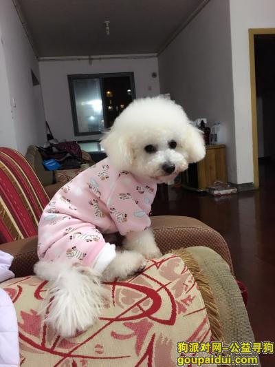 【上海找狗】，寻爱犬比熊重金酬谢5000，电话18221550983，它是一只非常可爱的宠物狗狗，希望它早日回家，不要变成流浪狗。